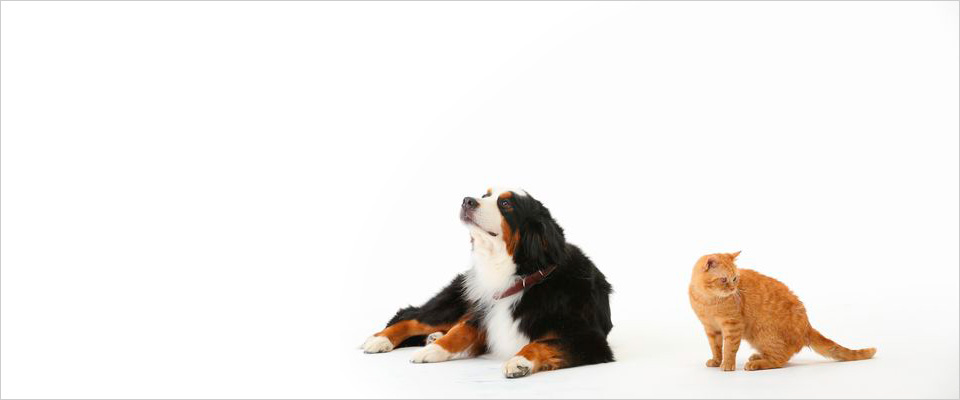 ペットにやさしい